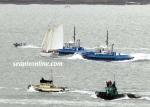 ID 3701 AUCKLAND ANNIVERSARY DAY REGATTA - TUG SANDWICH (Picture 2) - WAKA KUME (2000/338grt/IMO 9212084) and WAIPAPA (2000/338grt/IMO 9212072) take evasive action to avoid collision with the yacht which...